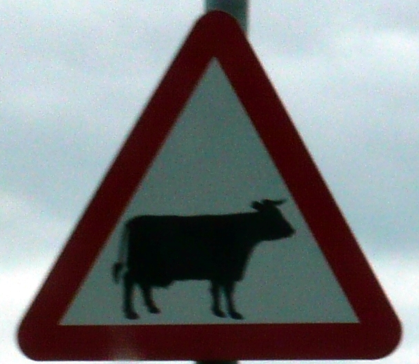 File:UK Warn Cattle.JPG