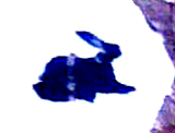 File:Wanderwegsymbol Hase (Wanderfreunde Regenstauf).PNG