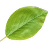 File:Pear Leaf icon.jpg