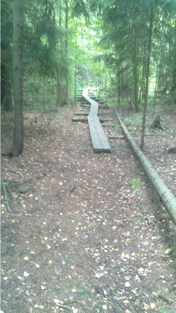 Trail-Example-Duckboard-beginning.jpg