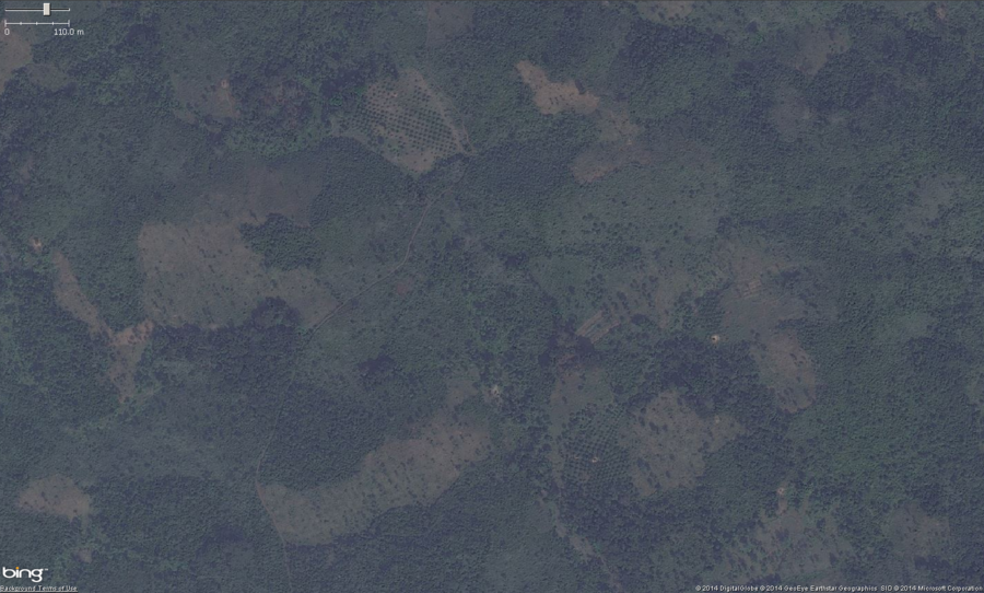 This is the zoomed out view of 2 small palm orchards in West Africa. The main feature to look for, especially zoomed, out is a pattern of very regularly spaced trees. A close look at this photo shows two areas of potential palm orchards. Zooming in will confirm if it is a palm orchard or not. These should get tagged with landuse=orchard. Optionally you can put the species=palm tag on them as well.