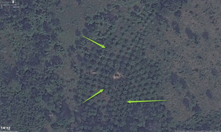 This is the zoomed in view of the southern orchard from the above images. You can see the very regular rows, well spaced placement of trees. Also note, these trees have a very distinctive "star" shape to their leaves, this is one of the indicators the crop is palm. These should get tagged with landuse=orchard. Optionally you can put the species=palm tag on them as well.