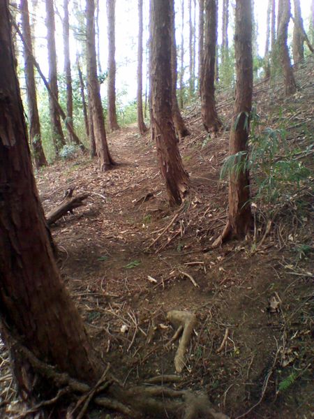 File:Path in wood.jpg
