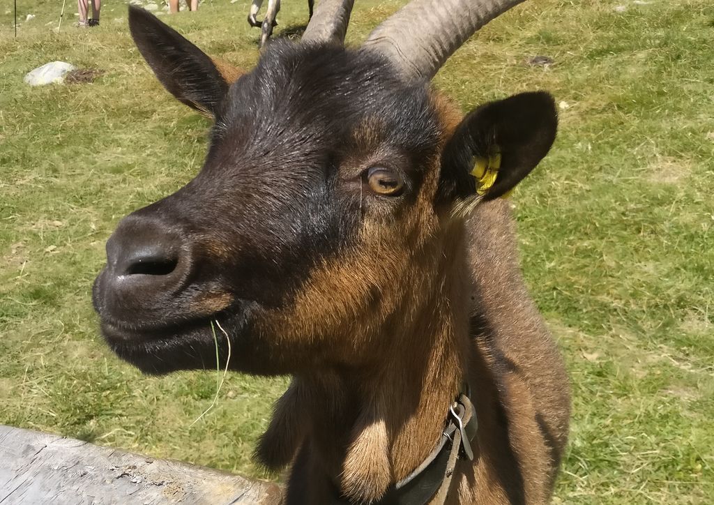 a friendly goat