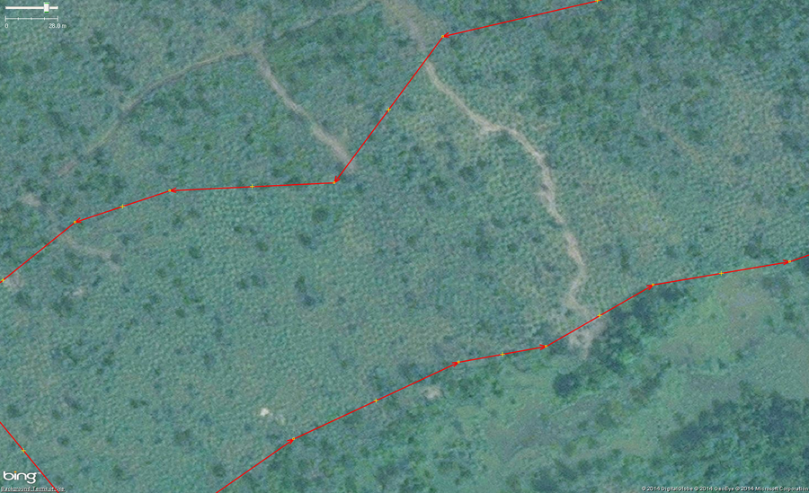 This example of cassava is a field of growing plants mixed in with some trees just to provide another example of how you might see this crop in imagery.