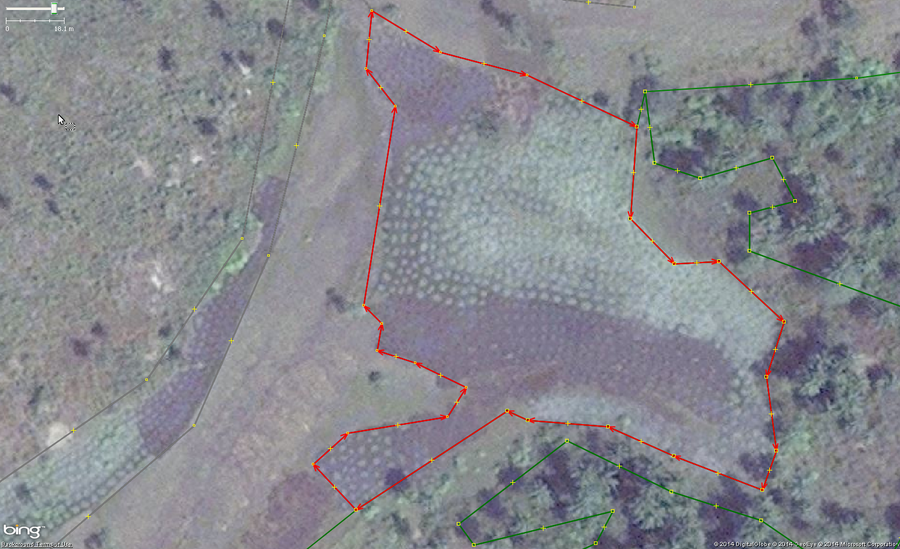 An example of cassava, also known as manioc, cultivation in West Africa. The main identifying feature are the collection of rounded shapes of 1 to 1.5 meters across arranged tightly but irregularly. Green areas are new and growing plants and brown areas are harvested.