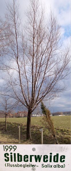 File:1999 Baum des Jahres - Silberweide.jpg