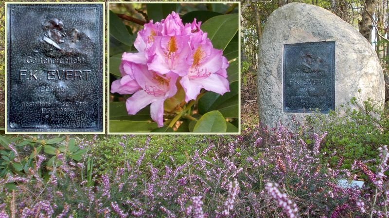 File:2014 Graal-Müritz Gedenkstein für den Gestalter des Rhododendronparkes.jpg