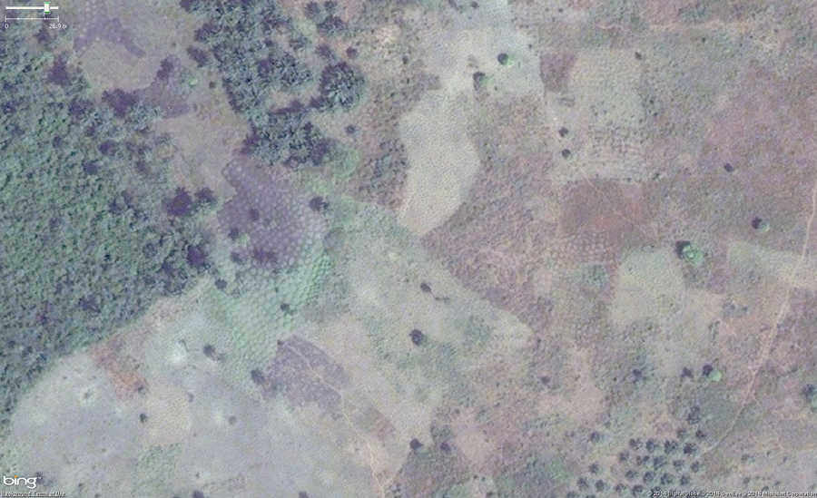 An example of cassava, also known as manioc, cultivation in West Africa. The main identifying feature are the collection of rounded shapes of 1 to 1.5 meters across arranged tightly but irregularly. Green areas are new and growing plants and brown areas are harvested. Also note that you can see a small part of a palm orchard in the lower right area of the image.
