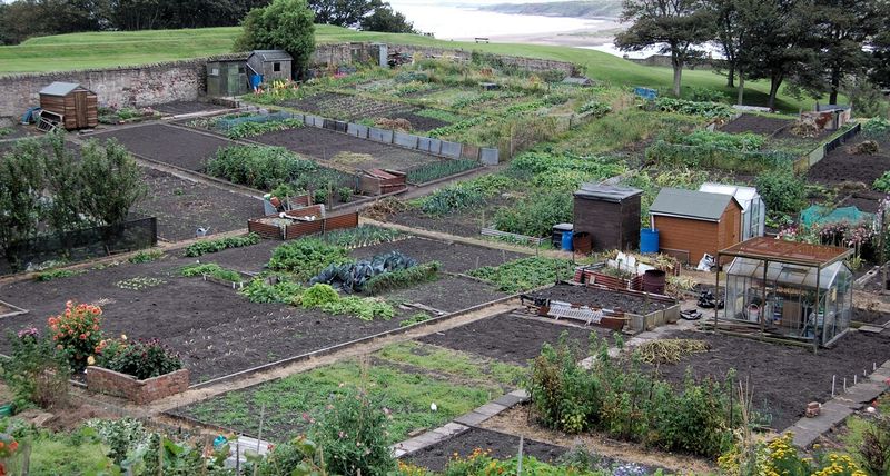 File:Allotments.jpg