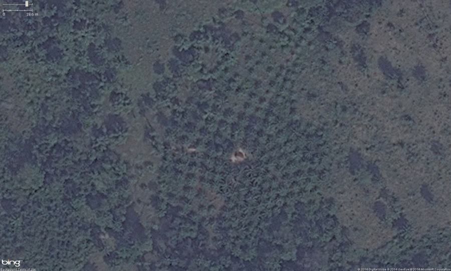 This is the zoomed in view of the southern orchard from the above images. You can see the very regular rows, well spaced placement of trees. Also note, these trees have a very distinctive "star" shape to their leaves, this is one of the indicators the crop is palm. These should get tagged with landuse=orchard. Optionally you can put the species=palm tag on them as well.