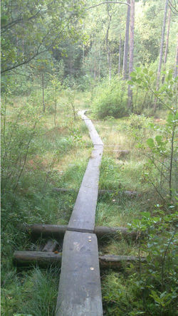 Trail-Example-Duckboards-over-wetland.jpg