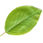 Pear Leaf icon.jpg