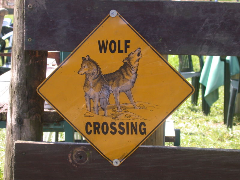 File:Wolf crossing.jpg