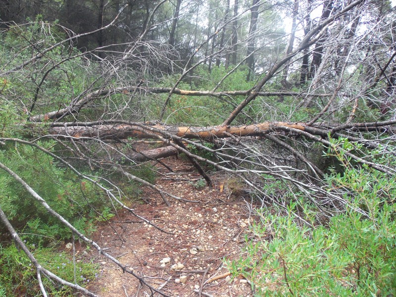 File:Obstacle-Fallen tree.JPG