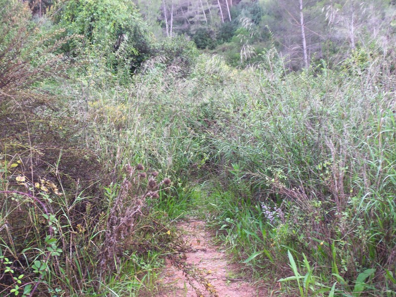 File:Obstacle-Dense vegetation.JPG