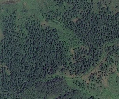 File:Forest example.png