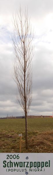 File:2006 Baum des Jahres - Schwarzpappel.jpg