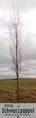 2006 Baum des Jahres - Schwarzpappel.jpg