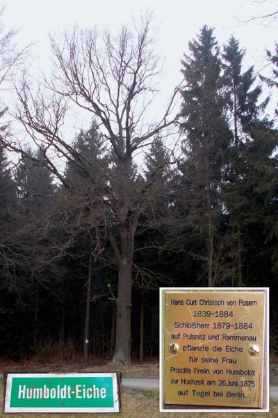 File:2014 Historische Humboldt-Eiche bei Rammenau.jpg