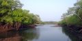 Gezeitenkanal im Mangrovenwald