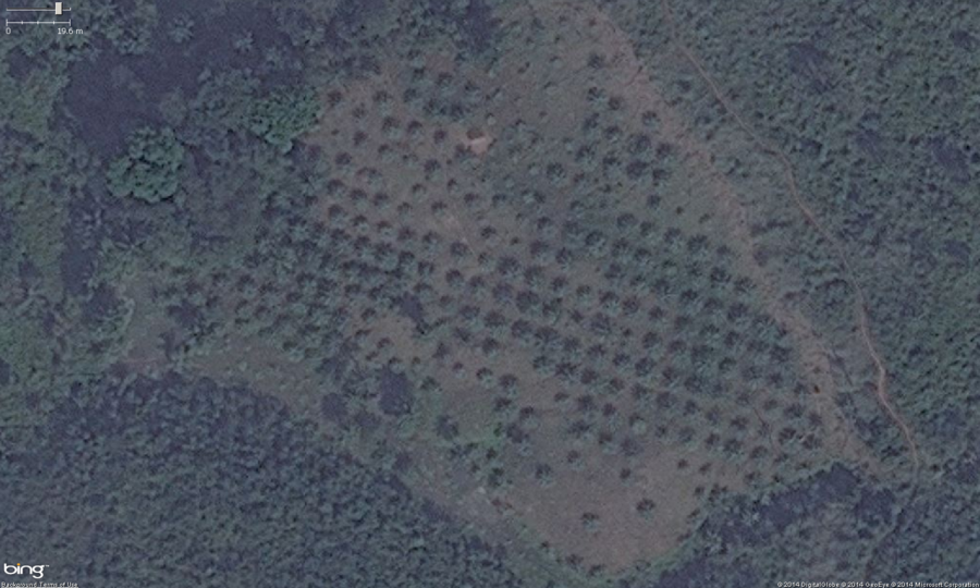 This is the zoomed in view of the northern orchard from the above images. You can see the very regular rows, well spaced placement of trees. Also note, these trees have a very distinctive "star" shape to their leaves, this is one of the indicators the crop is palm. These should get tagged with landuse=orchard. Optionally you can put the species=palm tag on them as well.