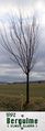 1992 Baum des Jahres - Bergulme.jpg