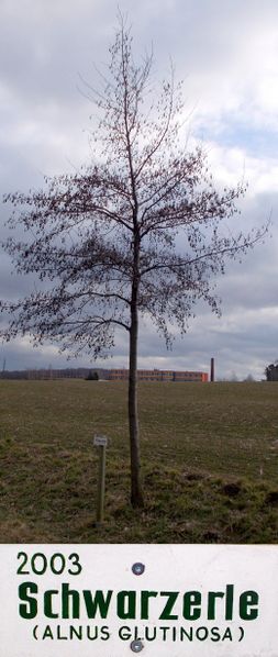File:2003 Baum des Jahres - Schwarzerle.jpg