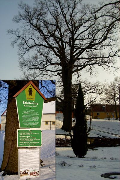 File:Naturdenkmal Stieleiche in Braunsdorf.jpg