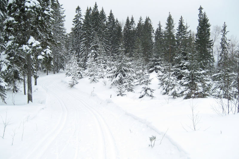 File:Nordic Cross Country Ski Track.jpg