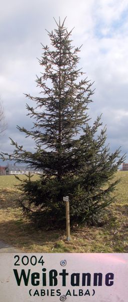 File:2004 Baum des Jahres - Weißtanne.jpg
