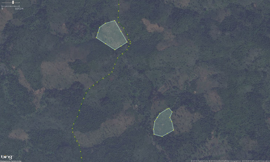 This is the zoomed out view of the northern orchard from the above images but with the landuse=orchard areas mapped in. You can see the very regular rows, well spaced placement of trees. Also note, these trees have a very distinctive "star" shape to their leaves, this is one of the indicators the crop is plam. These should get tagged with landuse=orchard. Optionally you can put the species=palm tag on them as well.
