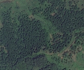 Forest example.png