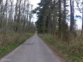 Paved track road in Darßer Urwald, Germany 236592106 236592106