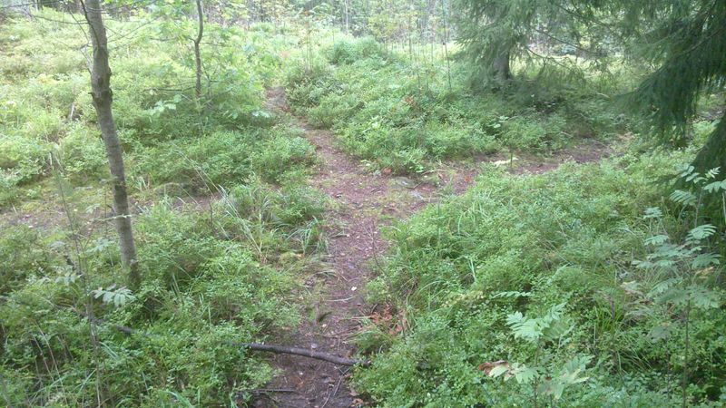 File:Trail-Example-Little-Forest-Trails.jpg