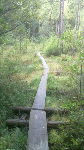 File:Trail-Example-Duckboards-over-wetland.jpg