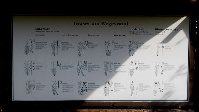 File:2014 Rammenau Tafel Gräser am Wegesrand am Schafdamm.jpg