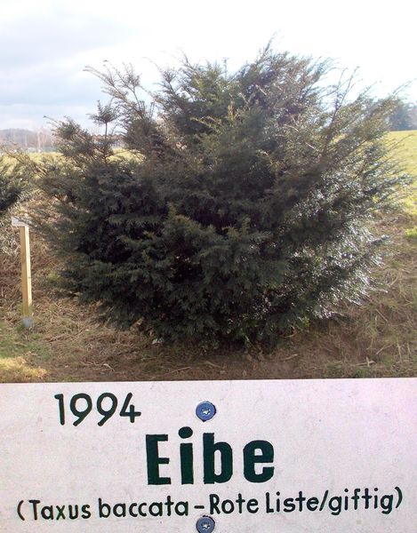 File:1994 Baum des Jahres - Eibe.jpg
