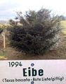 1994 Baum des Jahres - Eibe.jpg