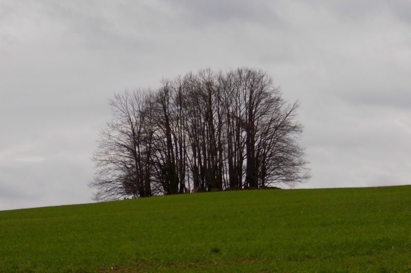 File:2014 Rammenau Naturdenkmal Hubrichtberg (340 m NN).jpg